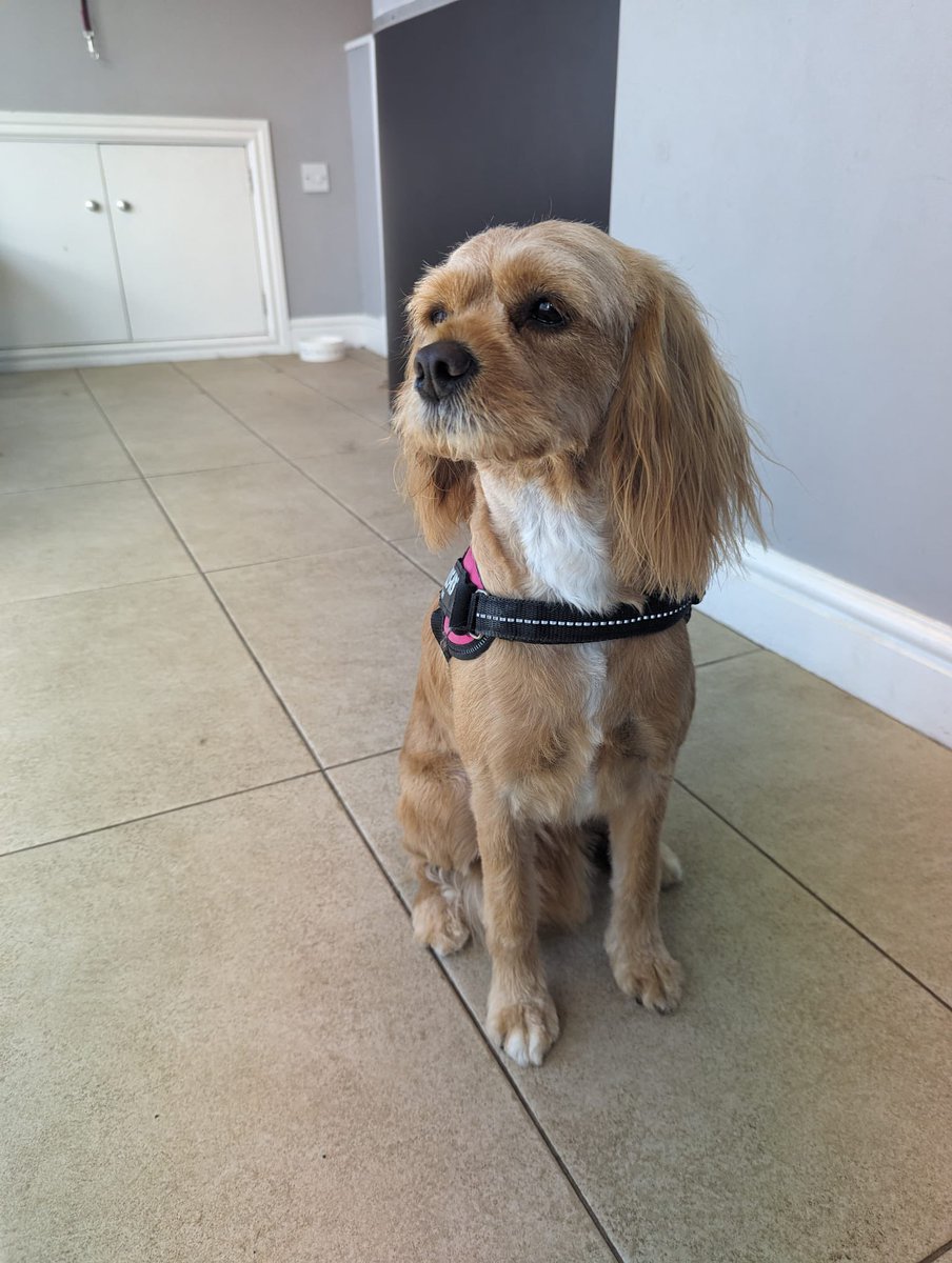 WAGSLIVERPOOL's tweet photo. #liverpool #liverpooldogs #dogsofliverpool #scousedogs #scousepets #kingcharles #cavalierkingcharles #hairstyle #haircut #britney https://t.co/xrq2DeTWoV
