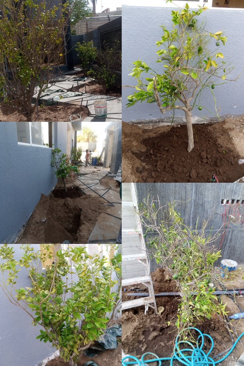 زراعة اشجار الليمون💪