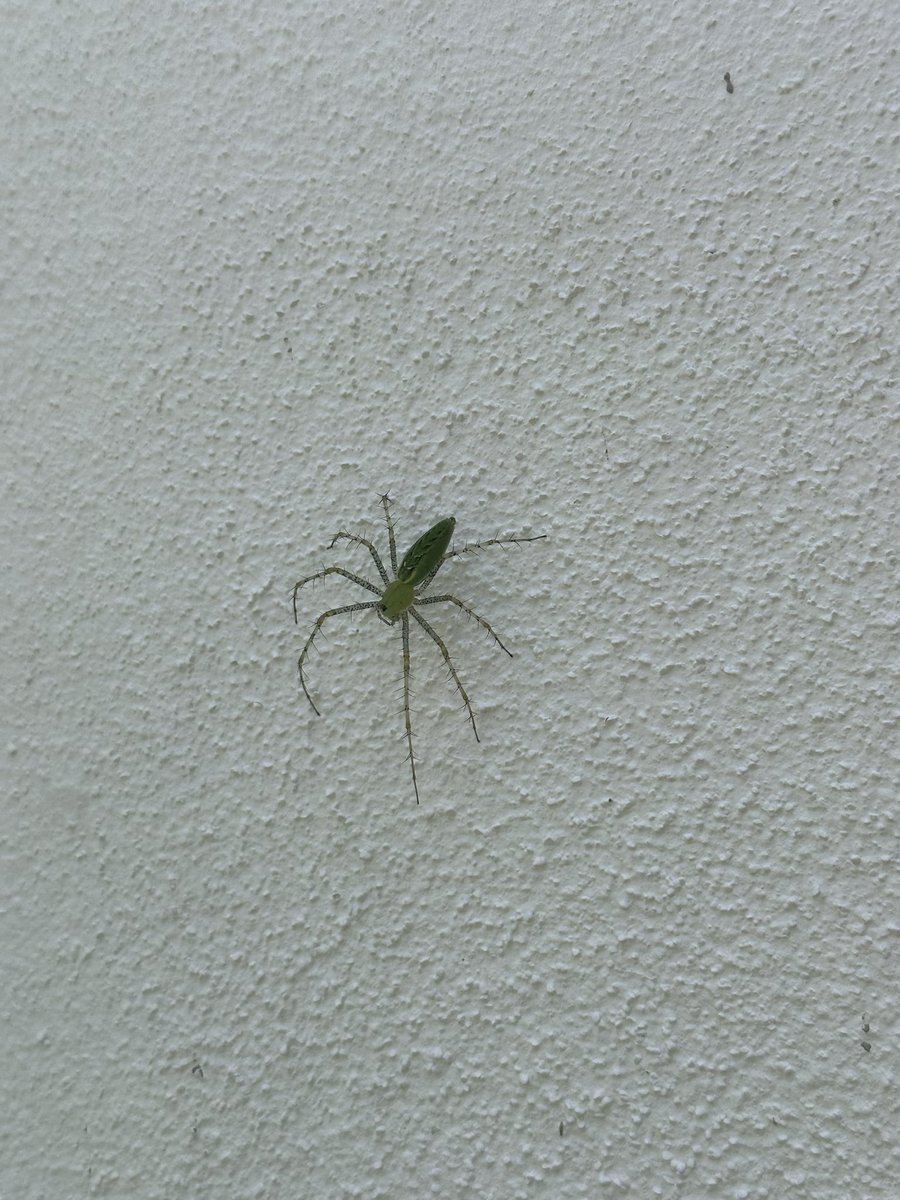 bert212's tweet photo. Hola @Arachno_Cosas, me ayudas con info de este amiguito verde? https://t.co/9HAfKST8cs