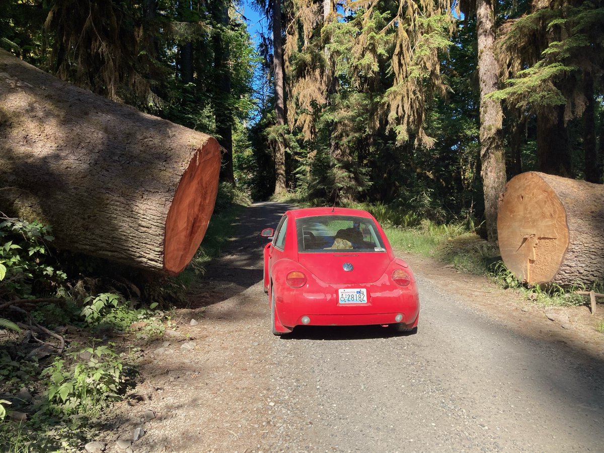 My first backpack in years (Olympic National Park). I'm sore from the tips of my fingers (holding trekking poles) to my toes. I hardly slept as my thighs ached every time I turned over, and my sleeping bag slid off my pad all night.