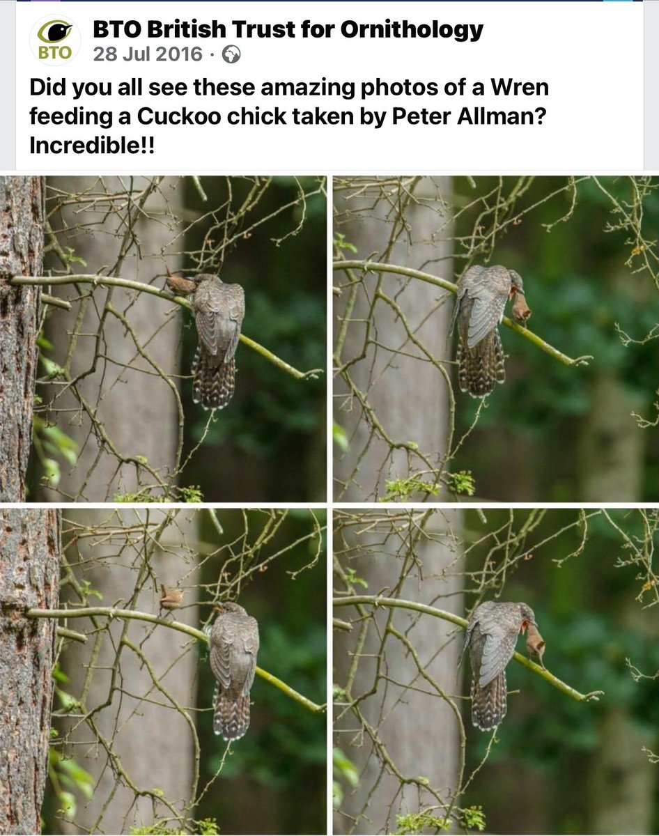 Derbyshire Bird Tours tweet media