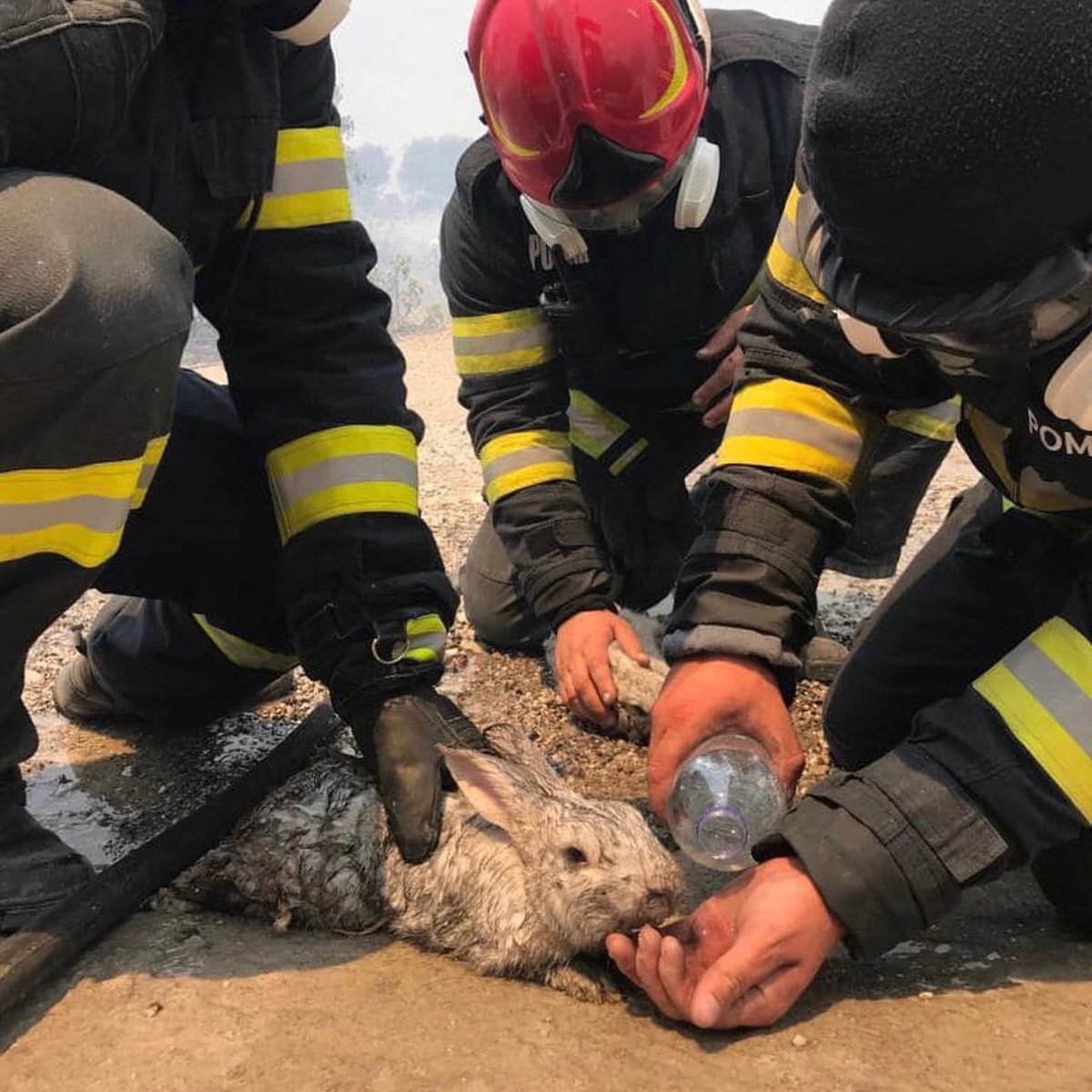 Show your support for Greece during this critical period! Join #THI in supporting the courageous firefighters, first responders and our vetted non-profit organizations working to save Greece! Donate here: thehellenicinitiative.org/donate-now/