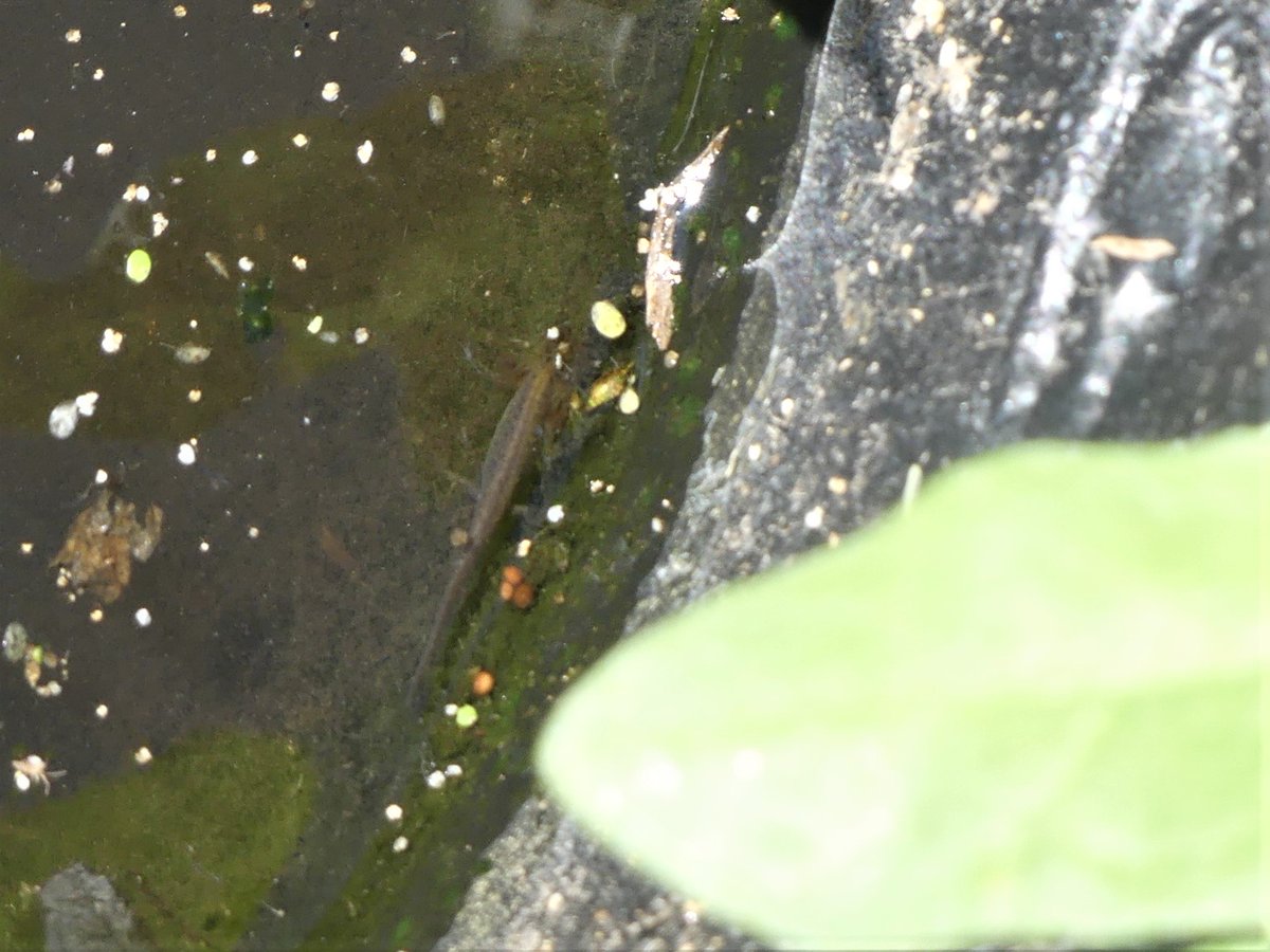 WildChurches tweet media