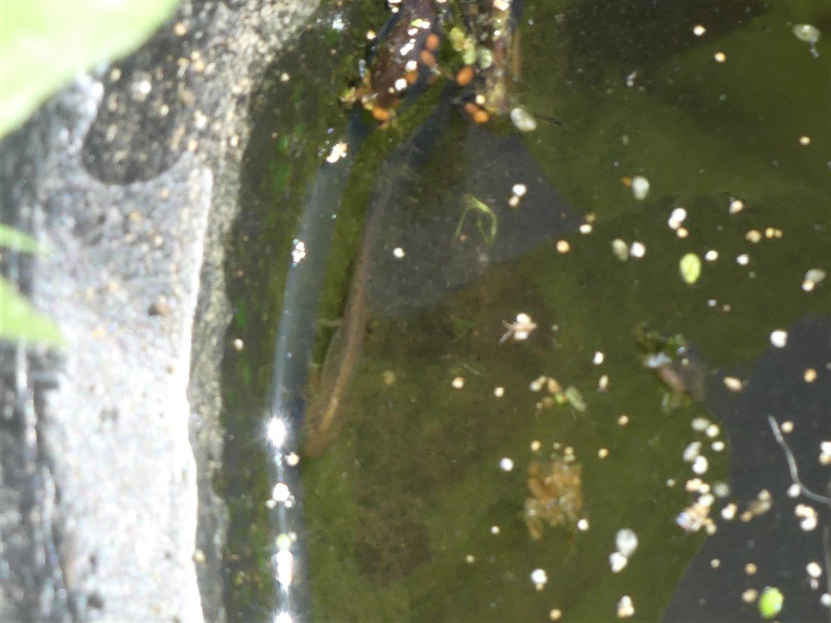 WildChurches tweet media