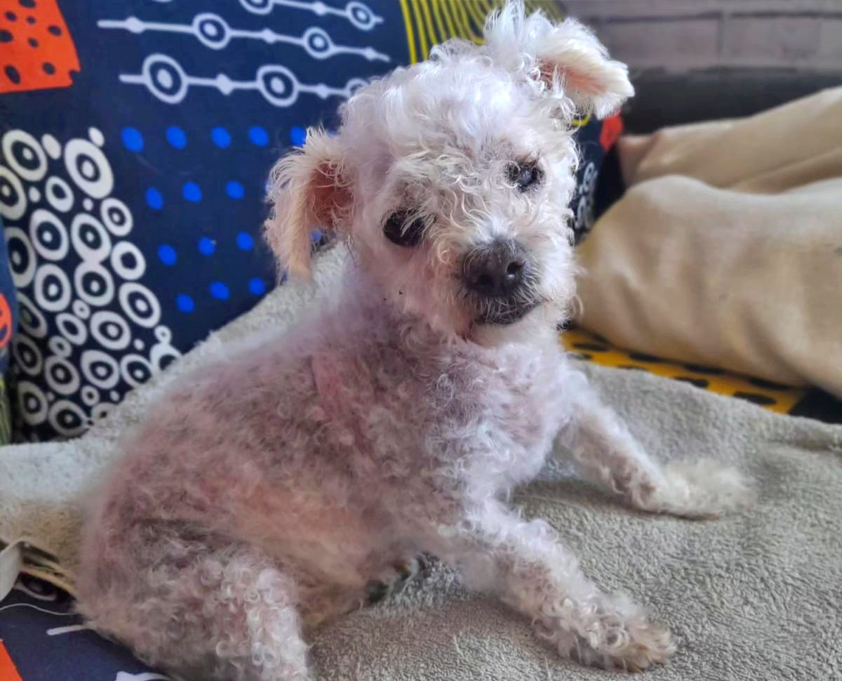 SosAbuelos1's tweet photo. #LANZAROTE
Buscamos casa de acogida para este pizquito.
Se llama #KUMO tiene trece añitos, es #ciego y creemos que #sordo también.
Se le escapa el pipí cuando duerme 😝 y aúlla cuando no te siente, necesitará tiempo para acostumbrarse a su nuevo hogar.

Imprescindible tener coche para poder traerlo las veces que sea necesario al albergue.

+34 928 17 34 17 // info@sara-lanzarote.eu