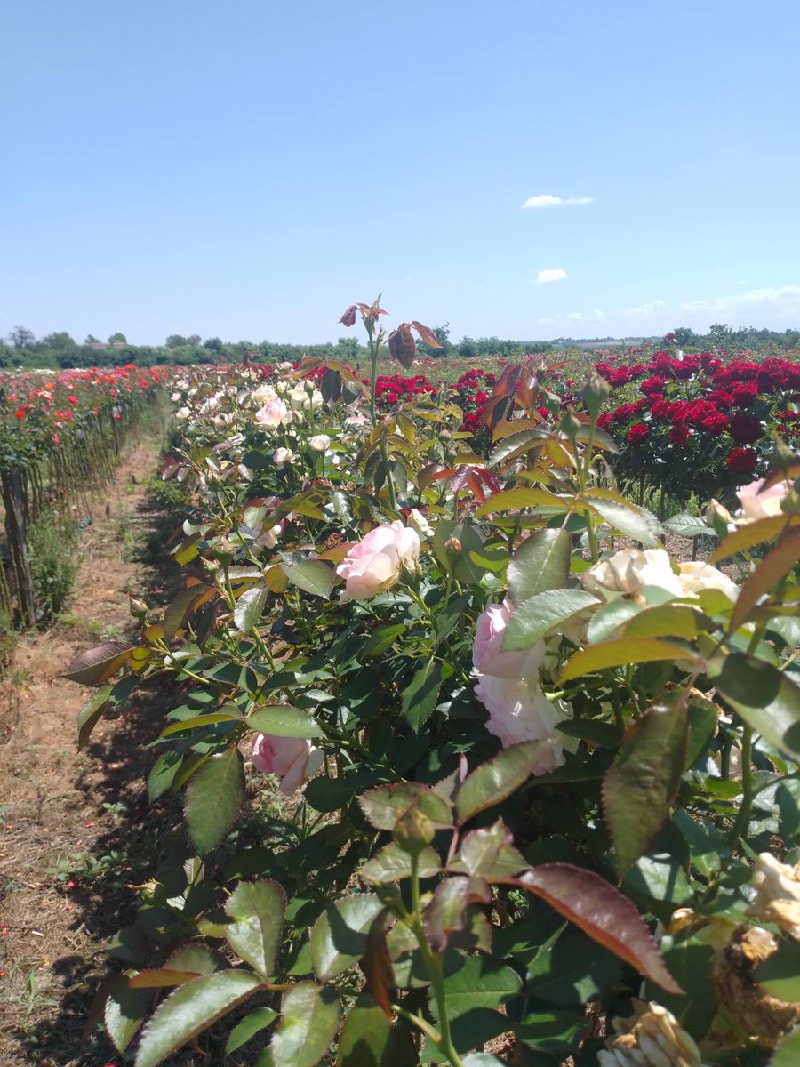Rasadnikruza's tweet photo. #horticulture  #tuja #rasadnik #rasadnikivanovic #sabac #šabac #gardening #gardeninglife #urbangarden #urbangardenersrepublic #rose #backyardgardener #serbia #srbija #roses #flowerpower #flower #agriculture https://t.co/v1yxFtKbih