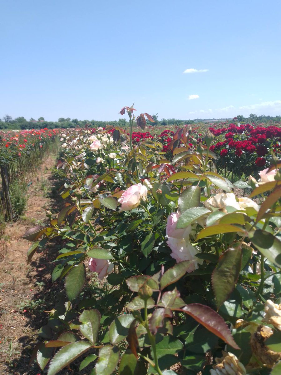 #horticulture  #tuja #rasadnik #rasadnikivanovic #sabac #šabac #gardening #gardeninglife #urbangarden #urbangardenersrepublic #rose #backyardgardener #serbia #srbija #roses #flowerpower #flower #agriculture