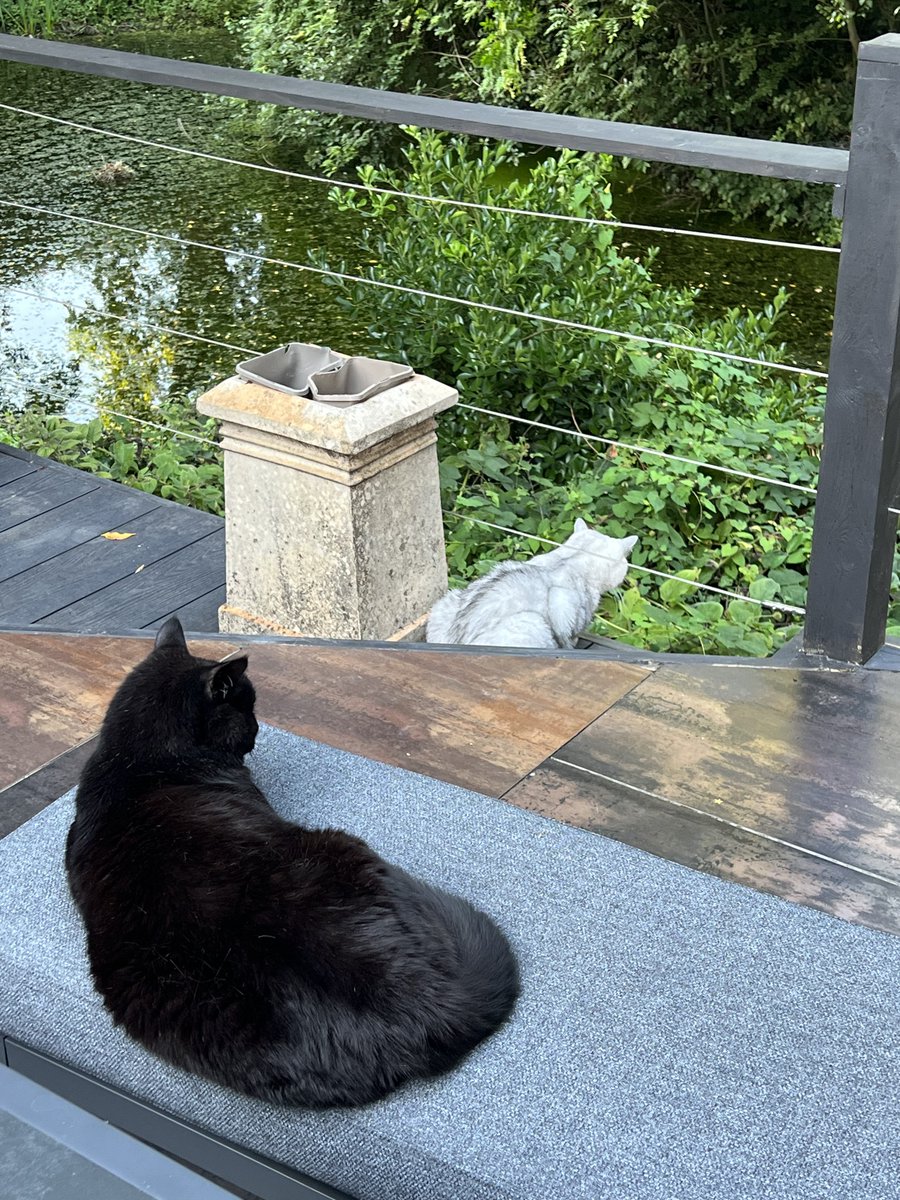 Dax Cat #ambassacat tweet media