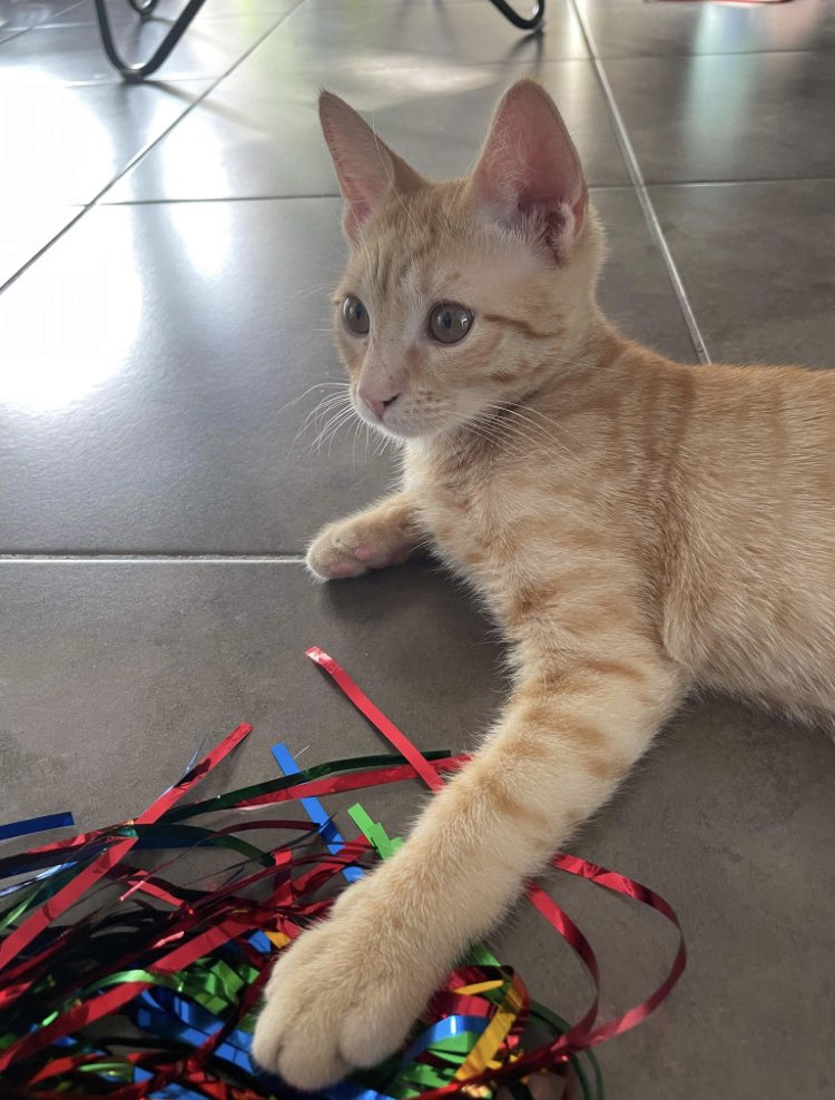 _LeChatPitre's tweet photo. Bonjour à tous 💚

Nous vous présentons Spritz actuellement à l’adoption 😻

Plus d’information en dessous 👇 https://t.co/04rmuXi9RM