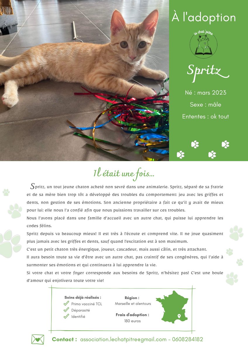 _LeChatPitre's tweet photo. #adoption #Marseille #chat #spritz 💚 https://t.co/M3JcO74tQB