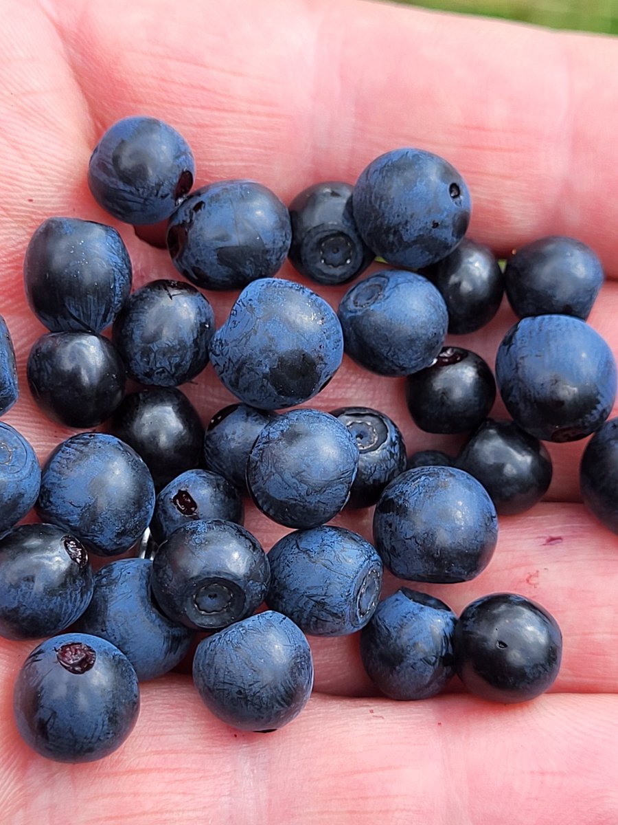 Wimberries in season up on the moors 😋