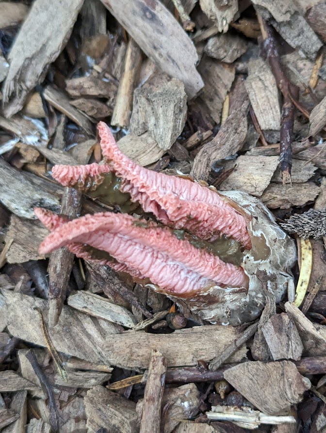 First of this season's Clathrus archeri at Kew #fungi