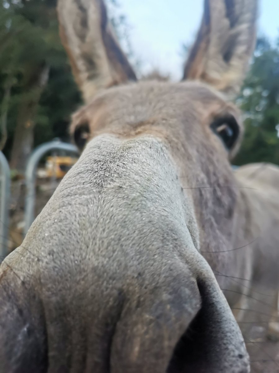 Curious creatures donkeys #ireland #ballycarney #wexford