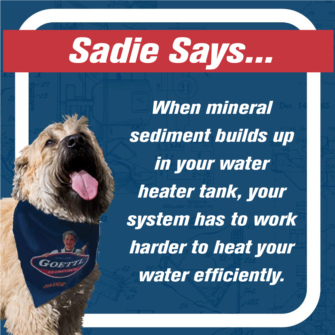 GoettlAir's tweet photo. Sadie's here to share an important note about your water heater! 💧
#goettl #sadiesays #plumbing #waterheater https://t.co/1DjnTvKAJT