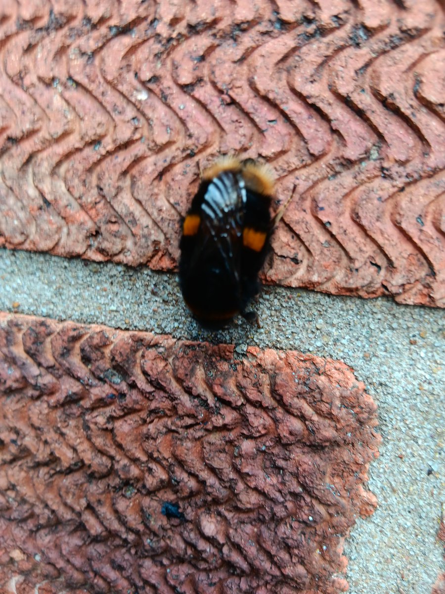 Ted_Rex's tweet image. After coming back from our walk we saw this beautiful and very large bumble bee sunbathing on our South facing wall.