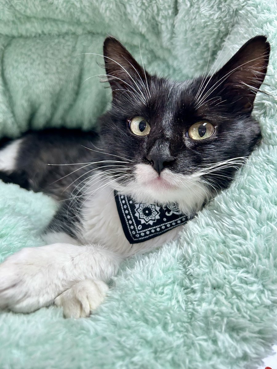 _marsuarez_'s tweet photo. Hola !! Salvador es un gatito rescatado de 2/3 años, es súper compañero, ya se encuentra castrado y desparasitado.
Se encuentra en adopción responsable 🙌🏻

Comunicarse al 3513899225 Mar
@VivireNuevaCba 
Agradezco mucho la difusión 🙌🏻✨ https://t.co/ZQOL59pxOd