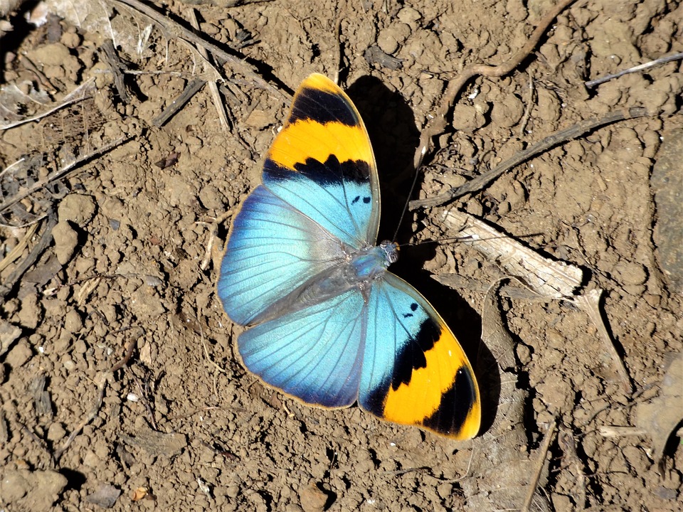 JeanetteJoy's tweet photo. Butterfly 69
.
#Nature
#JoyPublicity https://t.co/fueFnQpd82