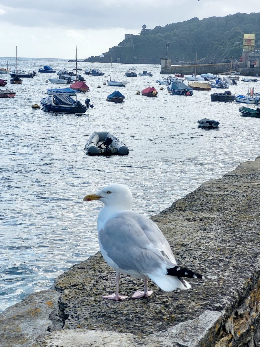 evevollans's tweet photo. A little bit of sunshine bringing smiles #toppingup #southwestisbest #Fowey https://t.co/5HkJwnI6Jn