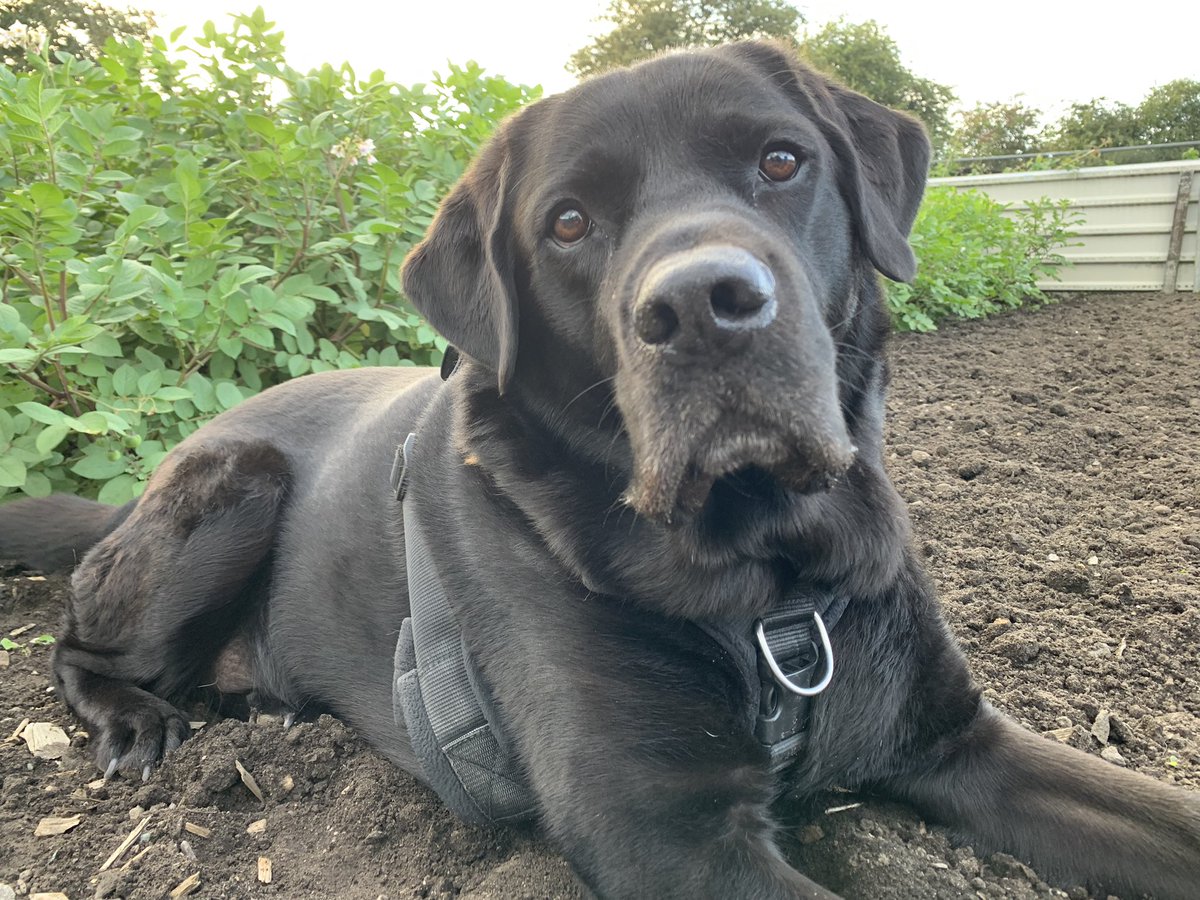 Monty_Lab's tweet photo. Doing a bit of allotment work 😊 #dogs #workingdog #dogsoftwitter https://t.co/3yJvhdlW2b