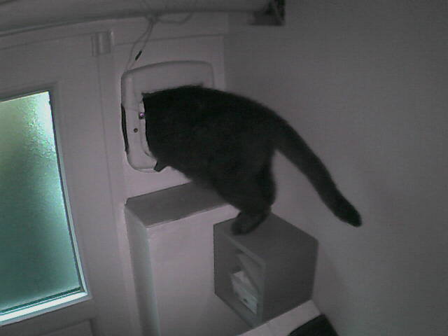 PepitoTheCat's tweet image. Pépito is out (20:46:06)