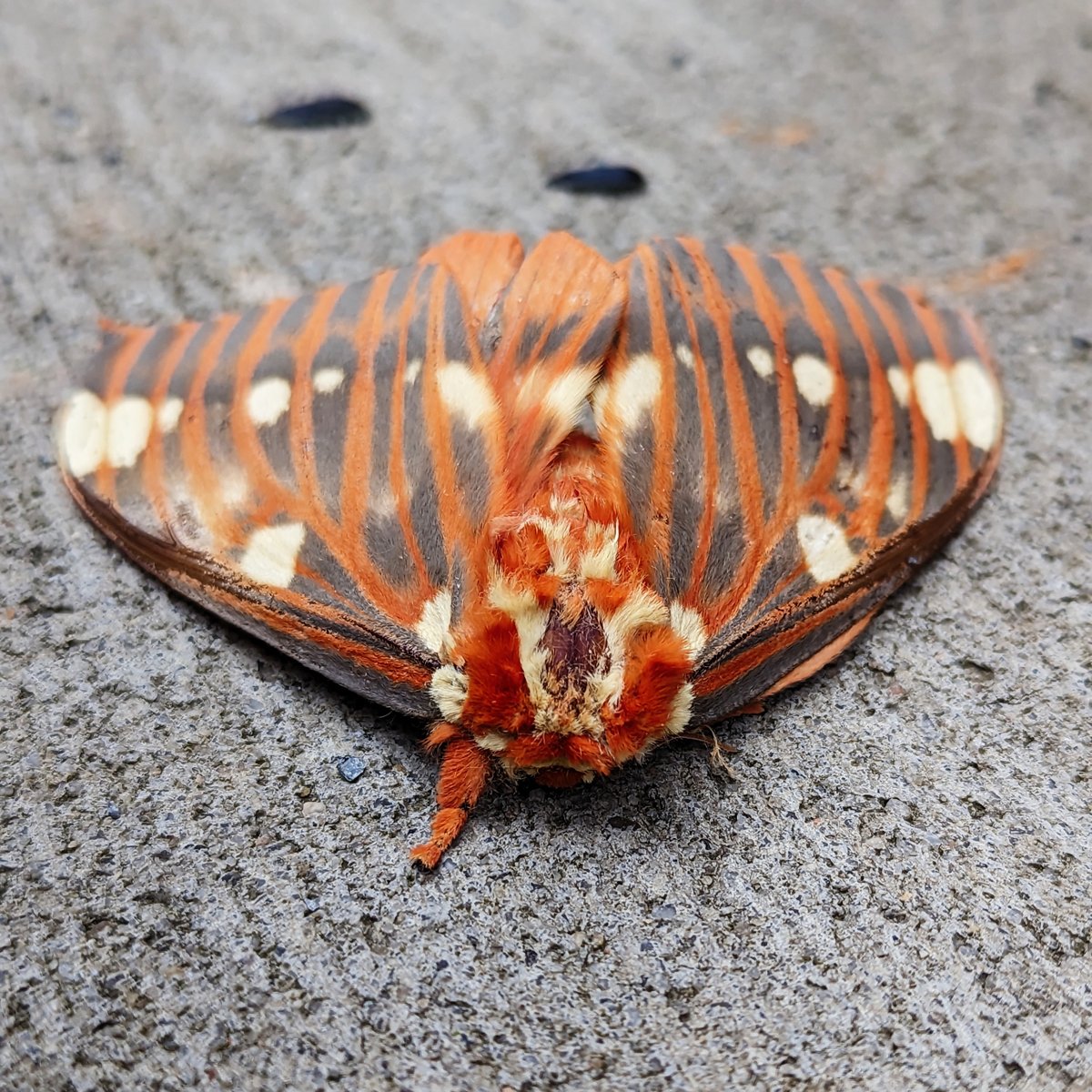 NCAquariumFF's tweet photo. The regal moth is one of our largest and most spectacular moths. Like most other moths, it is nocturnal and is sometimes observed around lights. The regal moth has a wingspan of 4 to 6 inches—females are larger than males. #NCMothCount https://t.co/PmP6r25PGb