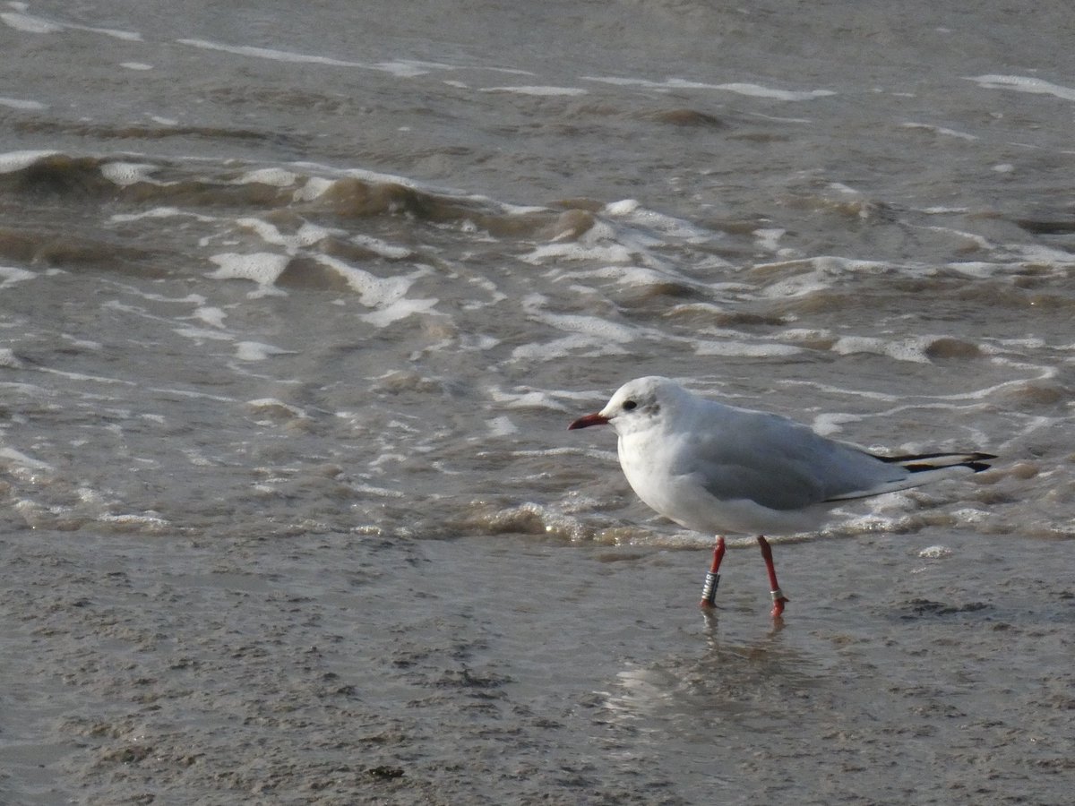 Nice evening walk along the River Severn at Berkeley Shore (S of Power Station) included 64 Canada geese, 8 Greylag, 37 Mallard, 9 Common sandpipers, 10 Oystercatchers, 8 Turnstones, 11 Yellow wagtails, 6 Grey heron and this Spanish 🇪🇸 ringed Black-headed gull! #Glosbirds