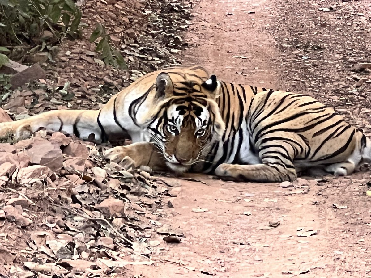 International Tigers Day! 

Let us stand with and appreciate the efforts of all the forest warriors in saving the tigers.

-at Ranthambore National Park