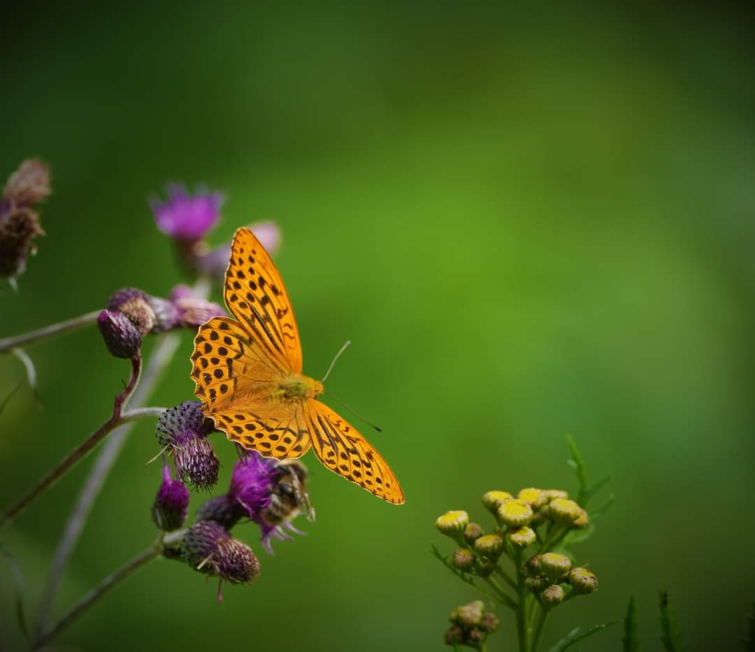 Magnus Hobby Channel tweet media