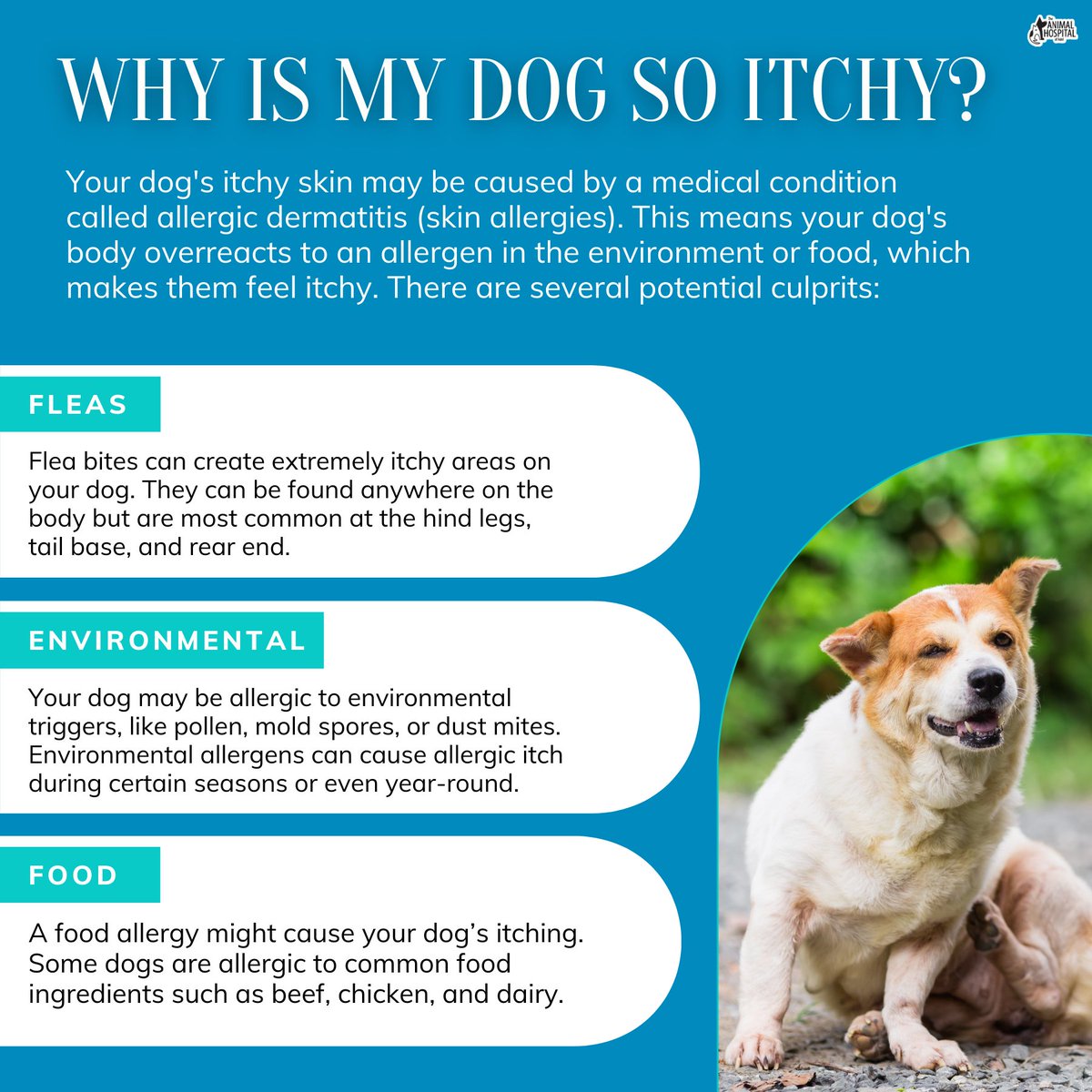 These are a few potential culprits that could be causing your dog to have itchy skin. #DogAllergies #PetDermatology