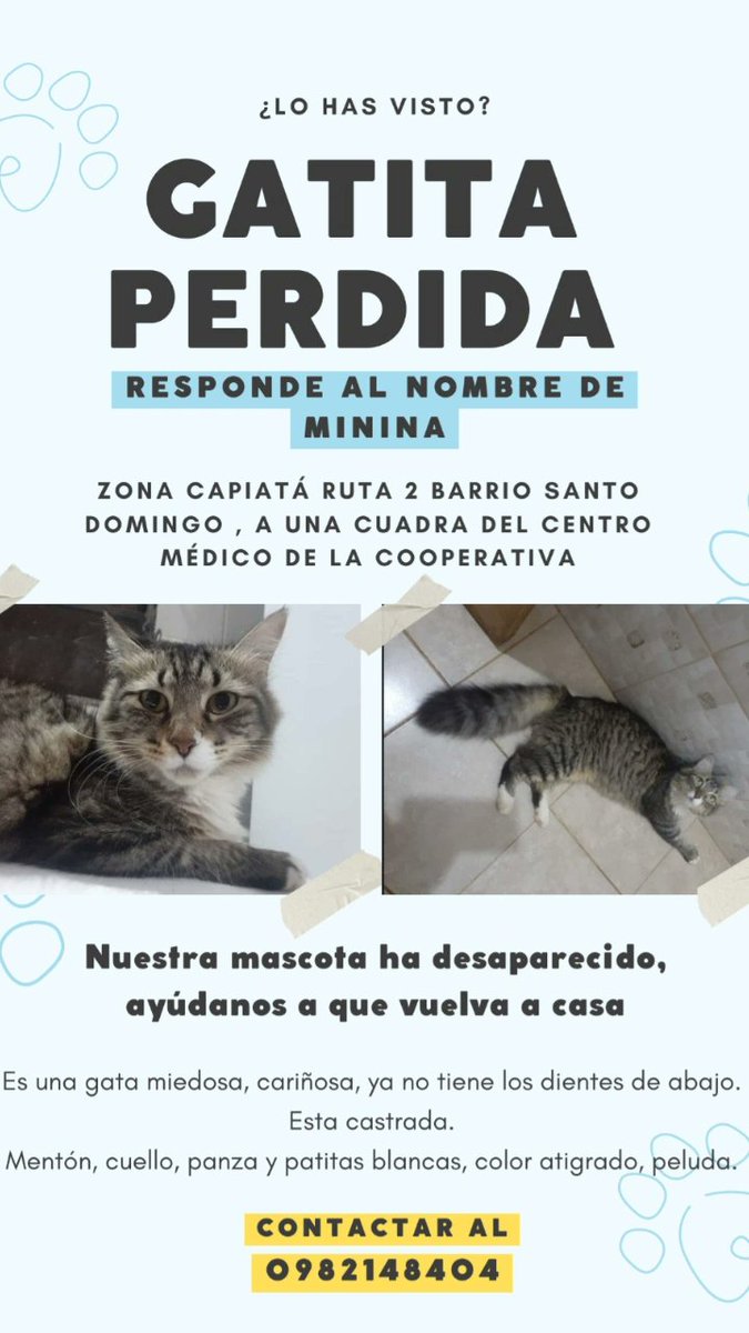 Estoy demasiado triste por la desaparicion de mi gata, por favor si alguien la vio, si alguien la tiene 😭 que me devuelva, Minina tiene una familia, que la ama mucho.
Es hermosa, peluda, atigrada, con panzita y patitas blancas
Le falta dientitos
Comunicarse al 0982148404