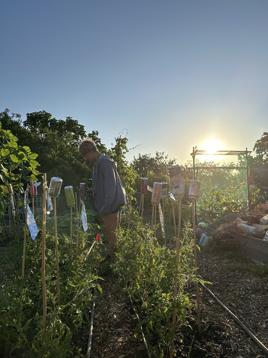 acserrao76's tweet photo. #Allotment life so good for our #MentalHealth - my borough charges half price for people with #Disability so our plot costs less than £50 a year 👏🏽👏🏽👏🏽👏🏽 and yes it’s a courgette not a marrow !! https://t.co/Gn7LaxJhP0