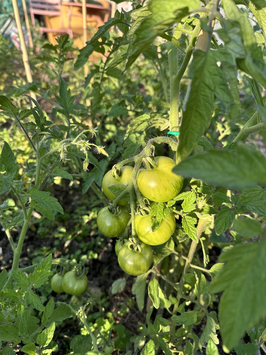 acserrao76's tweet photo. #Allotment life so good for our #MentalHealth - my borough charges half price for people with #Disability so our plot costs less than £50 a year 👏🏽👏🏽👏🏽👏🏽 and yes it’s a courgette not a marrow !! https://t.co/Gn7LaxJhP0