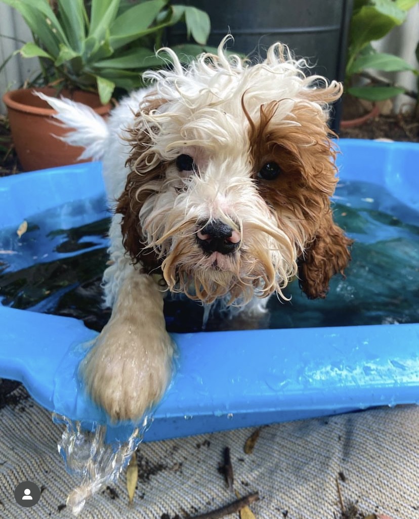 AiperOfficial's tweet photo. Thanks for helping get the leaves out of the pool @topaz_cavoodle #PoolPups https://t.co/Wqxj8zcUkm