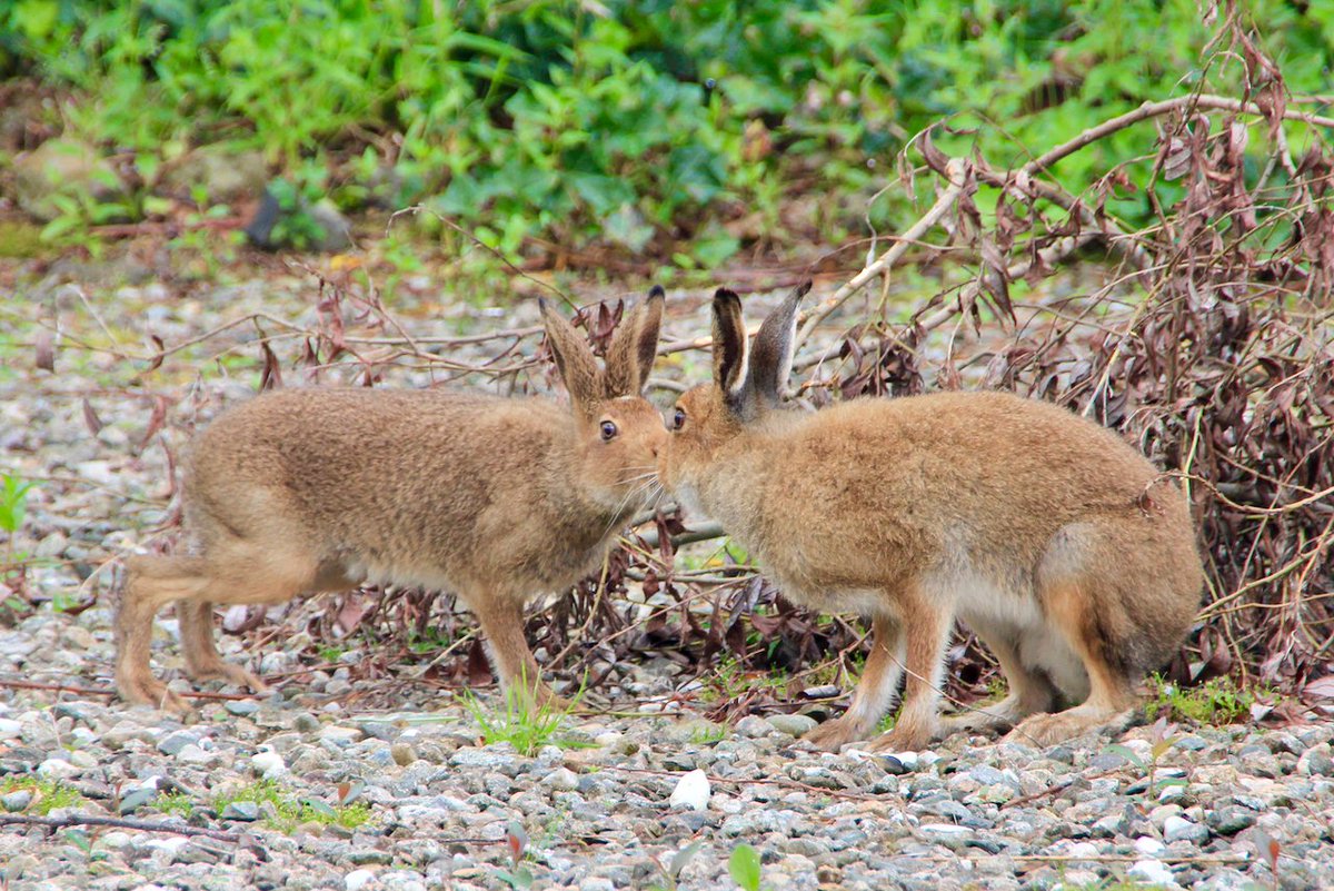 Emma Cohen (@chammeeno) on Twitter photo #Wildlife hivemind, does anyone know what these two #hares are up to? They are frequent visitors to the garden and we see this behaviour a lot - like a quick kiss and sniff, as though communicating. We'd love to know 🙏 #irishhare #ulsterwildlife #banharecoursing #Wildlife hivemind, does anyone know what these two #hares are up to? They are frequent visitors to the garden and we see this behaviour a lot - like a quick kiss and sniff, as though communicating. We'd love to know 🙏 #irishhare #ulsterwildlife #banharecoursing