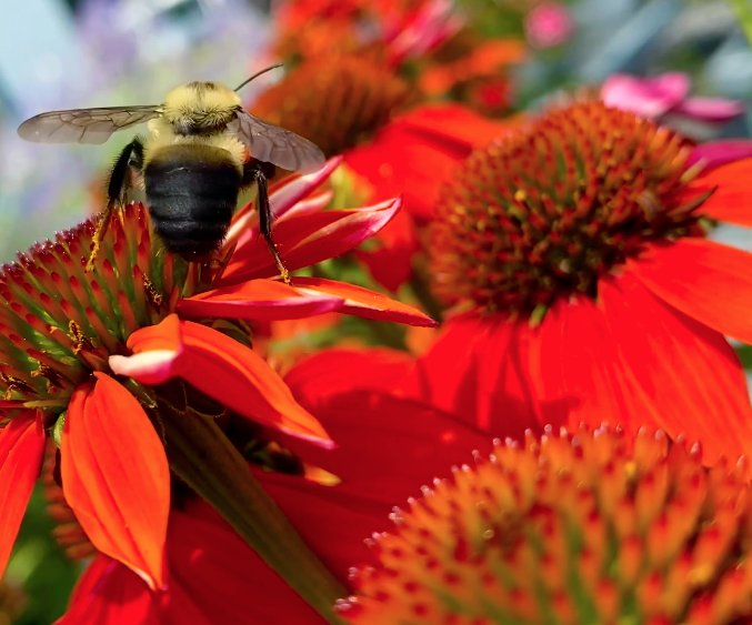 Cone Flowers have been all the buzz ash the Unlimited Earth Care Garden Market. Come visit and see for yourself! We are located at:
2249 Scuttle Hole Road, Bridgehampton.

#unlimitedearthcare
#hamptonsgardens
#justfredericoazevedo
#ConeFlower
#HamptonsLandscapes