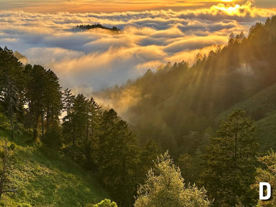 Midpen Open Space tweet media