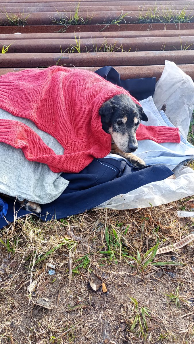 RaquelMait's tweet photo. Está con aparente cadera quebrada en el cruce de las vías del tren de Isidro Casanova, la gente de la feria le puso abrigo pero se van y queda ahí. Se busca tránsito y asistencia Una rescatista de la zona va a ir a llevarle comida pero no tiene dónde llevarlo. 1135840969. https://t.co/cnCXgr1mlL