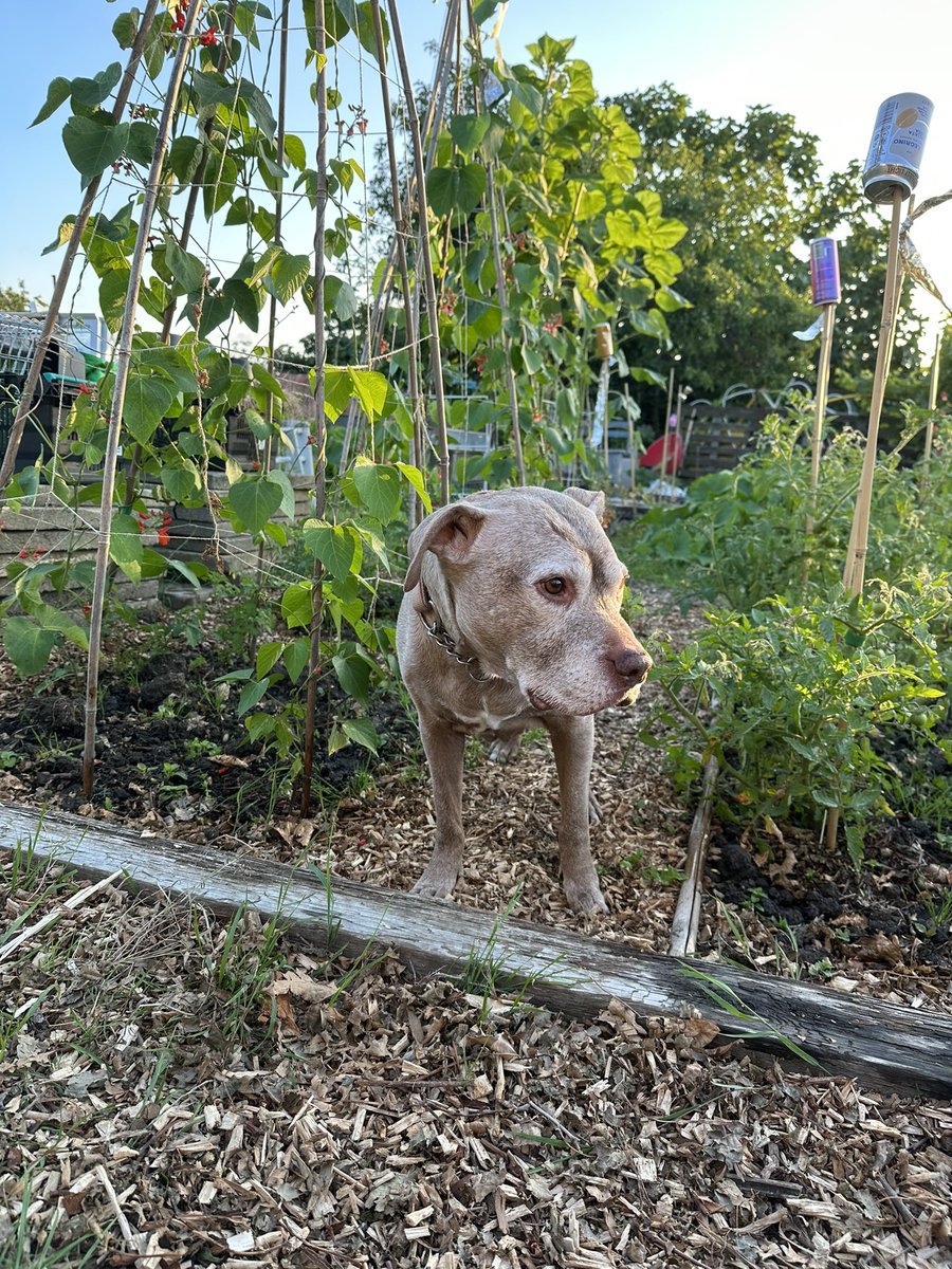 acserrao76's tweet photo. #CookieGirl and #DapperBoy will always be our fur babies but they are now probably in their 80s. They are always looking out for danger and protecting us. #GoldenOldies #StaffieSaturday #DogsOfTwitter #Allotment https://t.co/OlFaHbCGvI