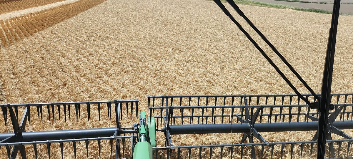 DarbyJespersen's tweet photo. @StormJespersen did a hell of a job raising wheat this year!! #BTO #womenofag @Autumn_LaRue https://t.co/hWO3EZfa71