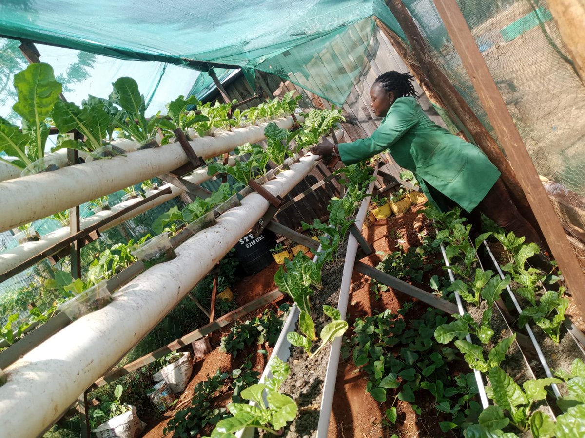 selle_scientist's tweet photo. @WFP 👇 KIIRUA_MERU COUNTY_KENYA. Purely Organic farming accelerated by Aquaculture_Hydroponic farming @WilliamsRuto @HonWetangula @PhillipMacloud @abuga_makori @cbs_ke @ItsMutai. How can a farmer satisfy consumers taste and expectations @njengaooo @OnderyEunice https://t.co/1abzkp81fr