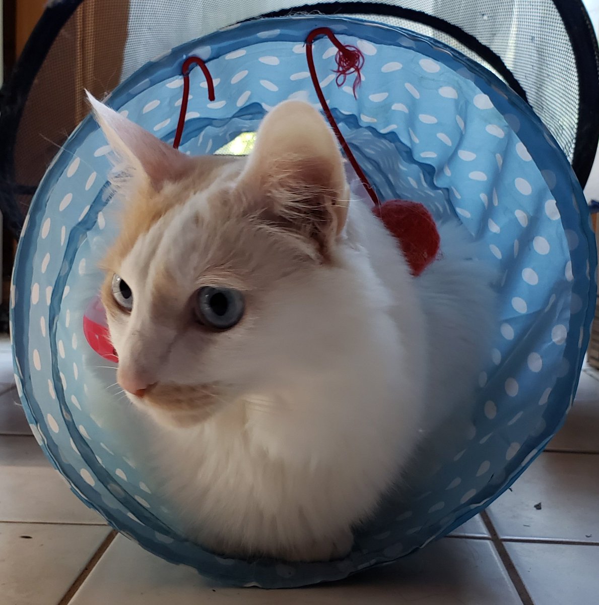 Happy Caturday!  Sunny the Sweetie Cat is hanging out in his tube. He's had a rough few days. He went to the vet and is on meds for the next several days.
Poor guy!