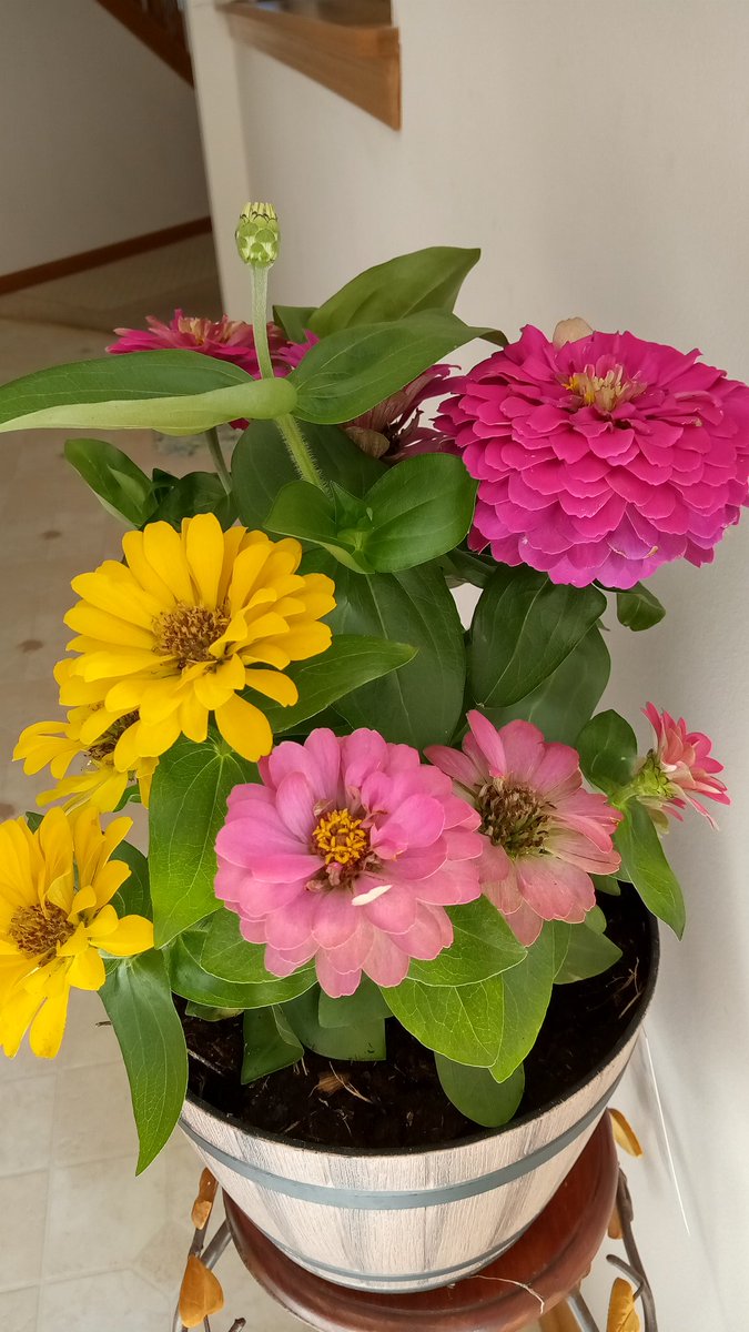 Bindhi bought me this beautiful plant today, on her birthday, to thank me for bringing her into our home. She is a very loved fur baby.