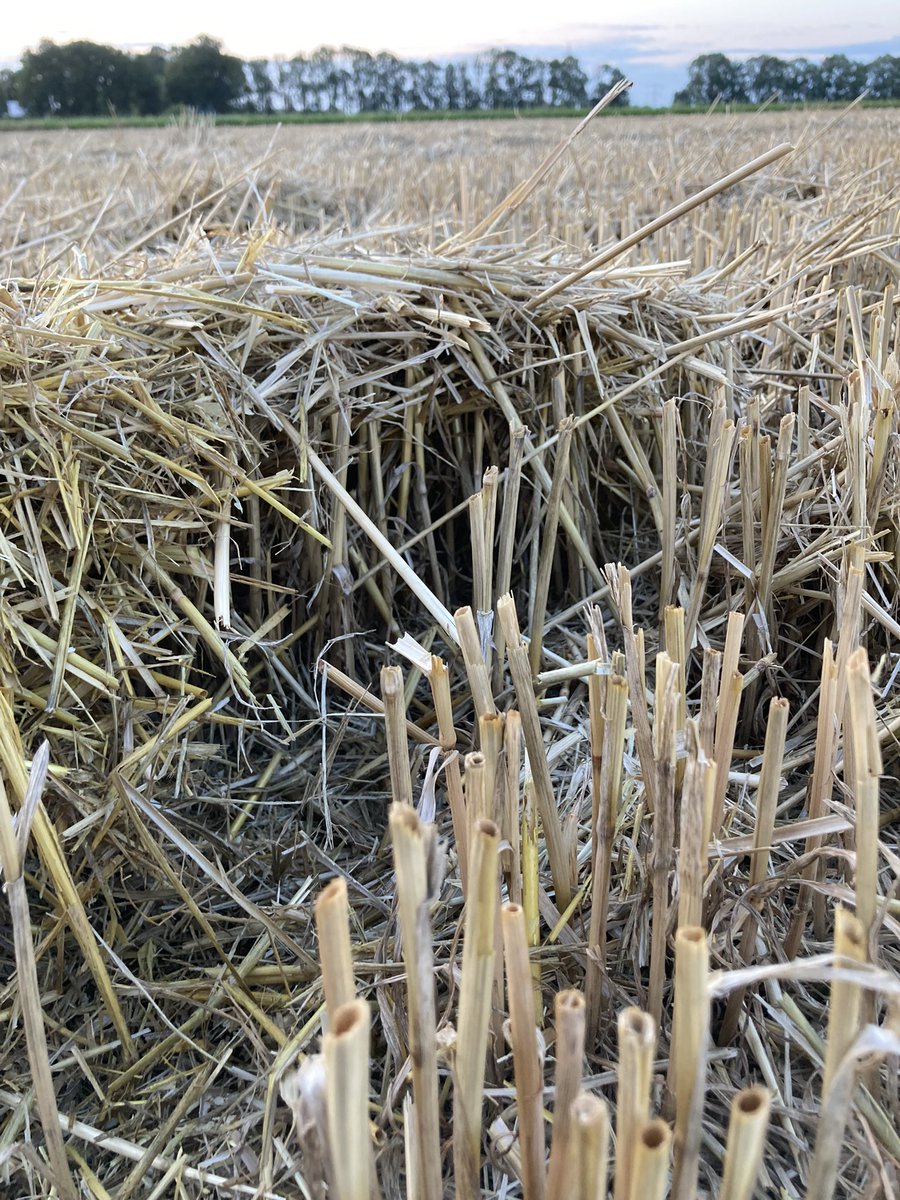 Verteert stro beter als je het nog zou maaien met de klepelmaaier? Of zou eco/stoppelploegen beter werken? Doel is een een betere bladrammanas gbm