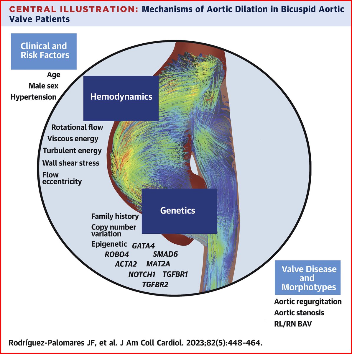 🆕 JACC State-Of-The-Art Review: Mechanisms of Aortic Dilation in Patients With Bicuspid Aortic Valve Read the key points from the review here: bit.ly/3KEPJ9R #JACC