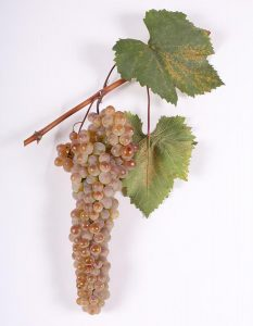 GeorgiaWines2's tweet photo. ルカツィテリ（Rkatuiteli）  

伝統的なカヘティの白を表現する代表品種。ジョージア国外でも広��栽培されており、本国内では９月中旬～１０月中旬にかけて完熟を迎える。欧米スタイルや伝統スタイル双方から高品質なワインを生み出す。ムツヴァネとブレンドされることも多い。

 #ジョージアワイン https://t.co/PNzCOmr7Ff