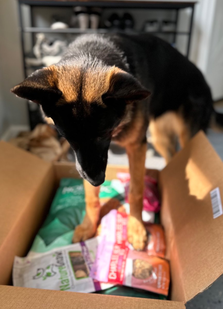 Luna checking out her #CHWY order 🤣🐾💞#ChewyDelivery @Chewy