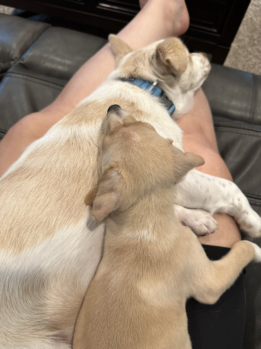 Anomally tweet media