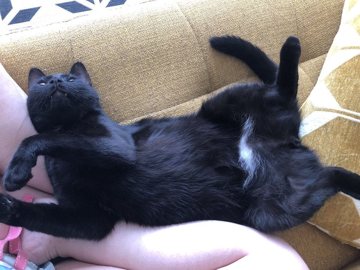 ⚫️Shadow & ⚪️Loki 🐈‍⬛🐈‍⬛ tweet media
