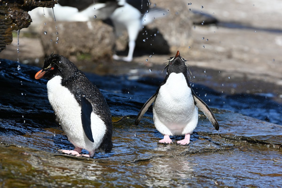 kelper60's tweet photo. Rockies getting rid of the Eau de penguin...#saundersislands #falklandislands #penguins https://t.co/CFSRcZou3i