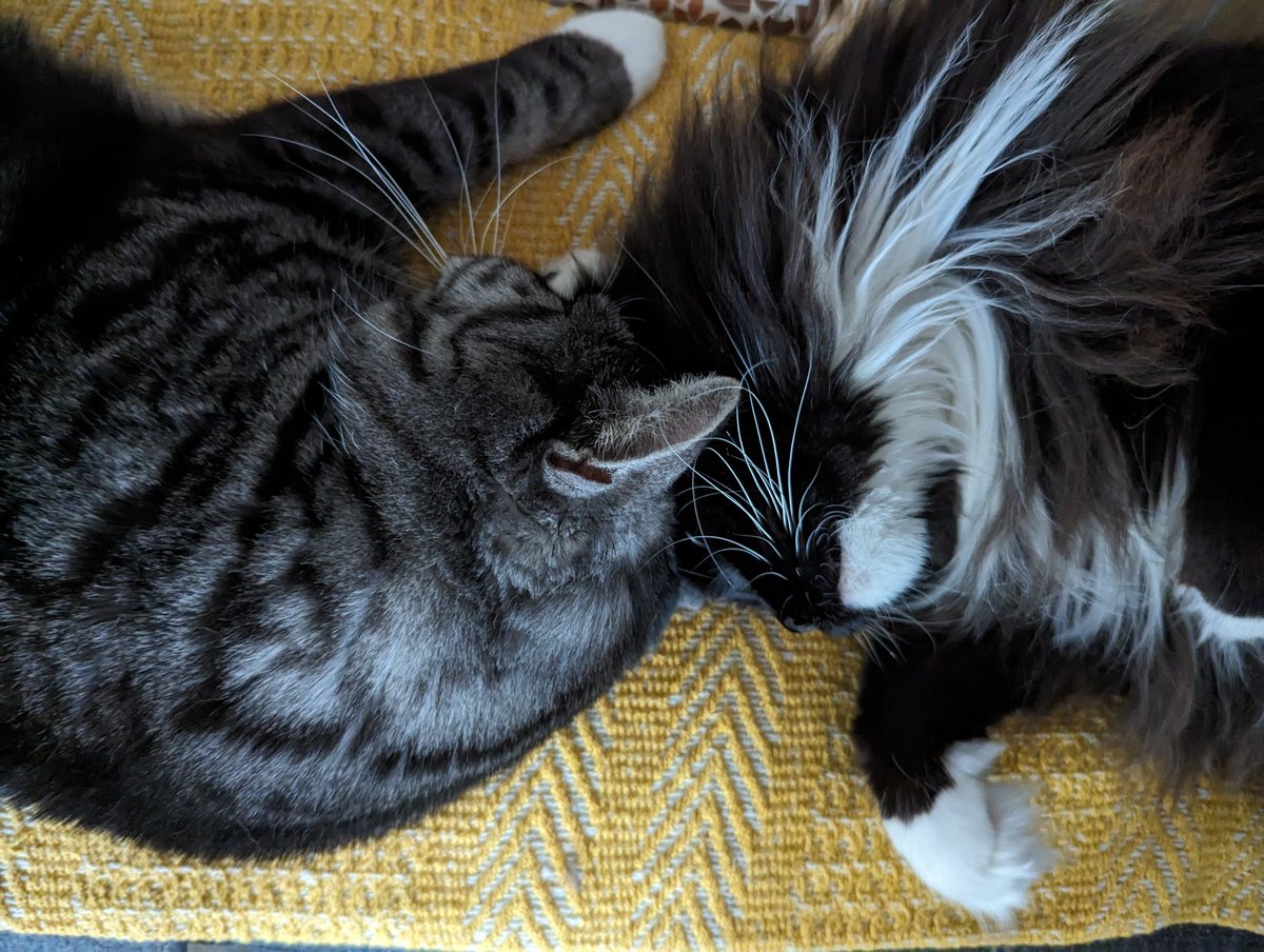 danidpunkt's tweet photo. @Vetgirl15 Noch mehr Flausch 💚 https://t.co/I9jxs1U58Q